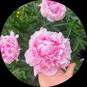 Meet your Posher, Beibei